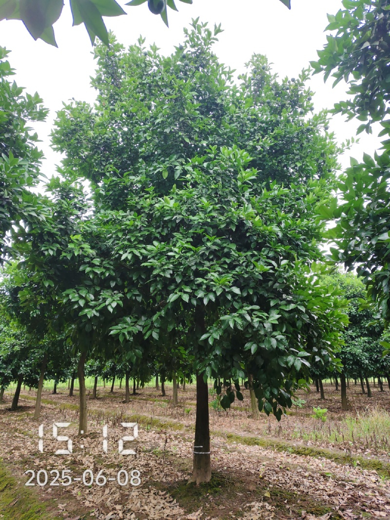 D15高分枝香橼树