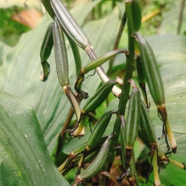 毛茨菇果夹