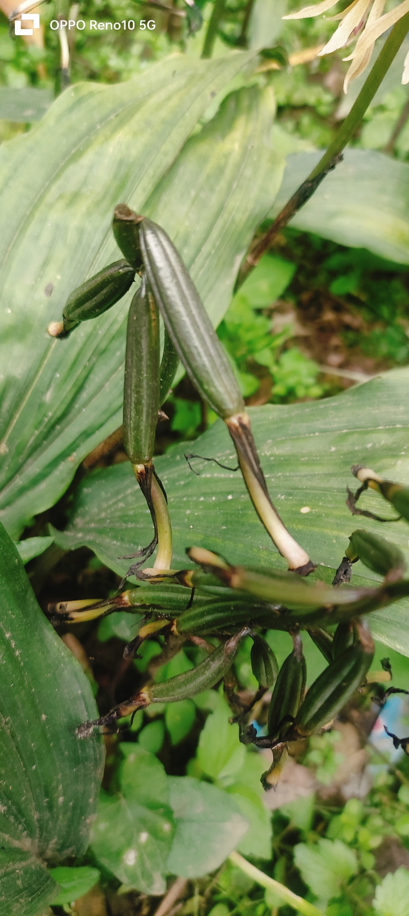 毛茨菇果夹