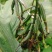 毛茨菇果夹