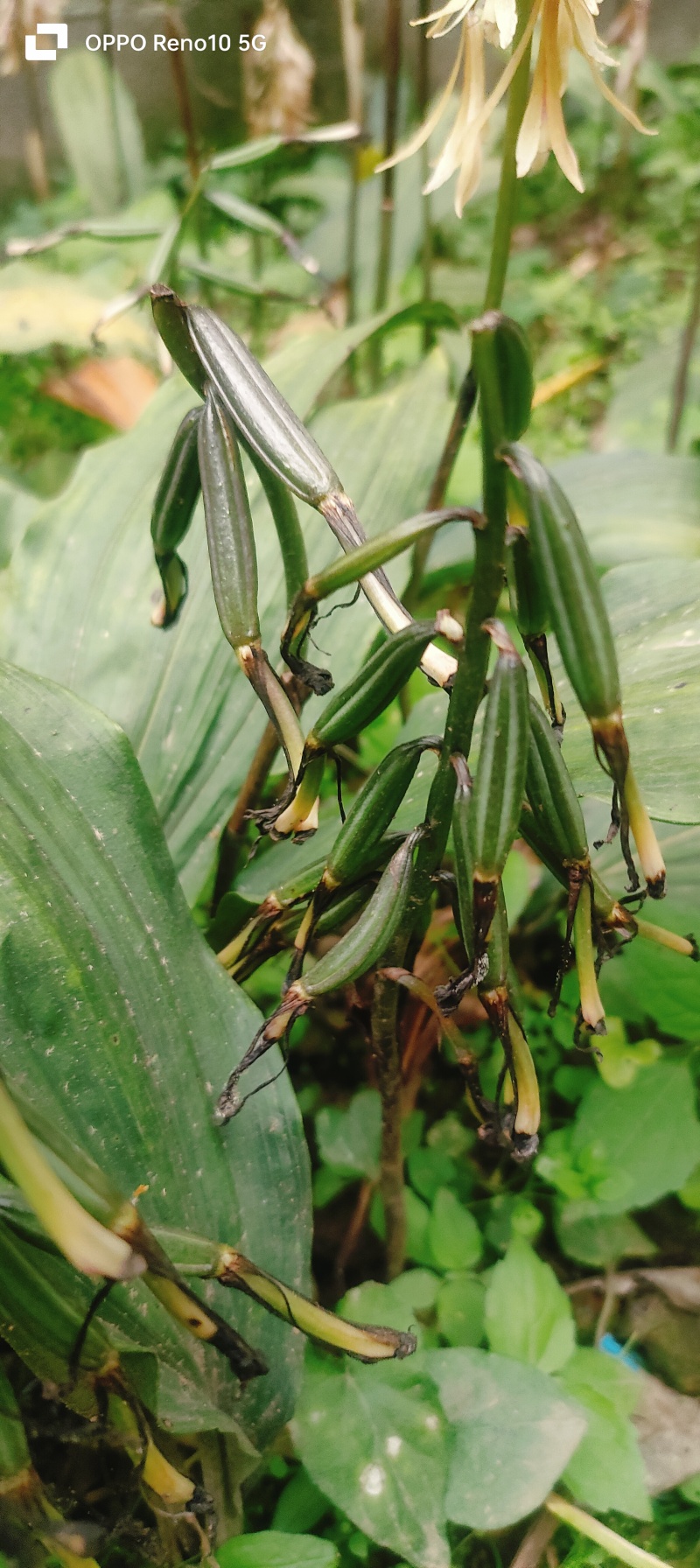 毛茨菇果夹