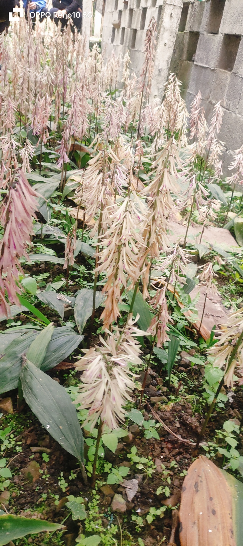 毛茨菇果夹