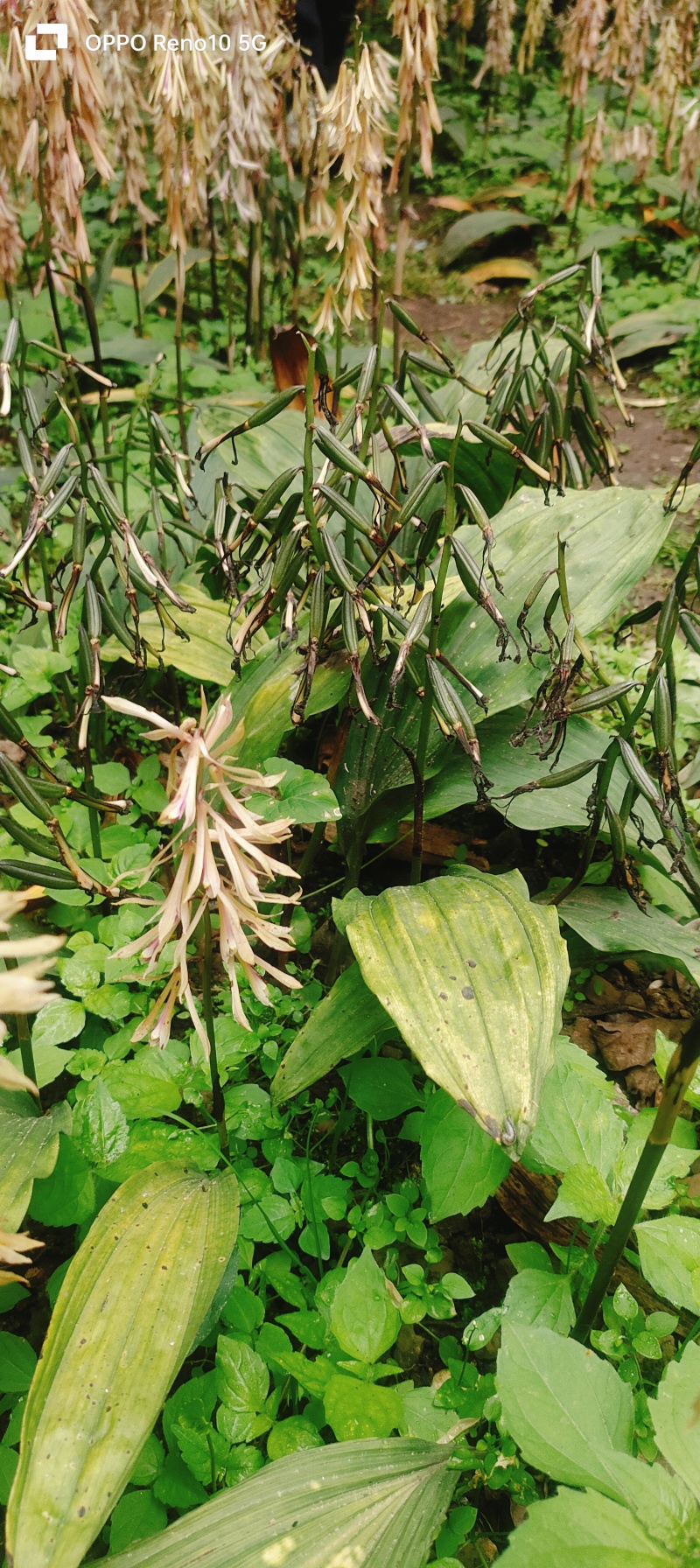 毛茨菇果夹