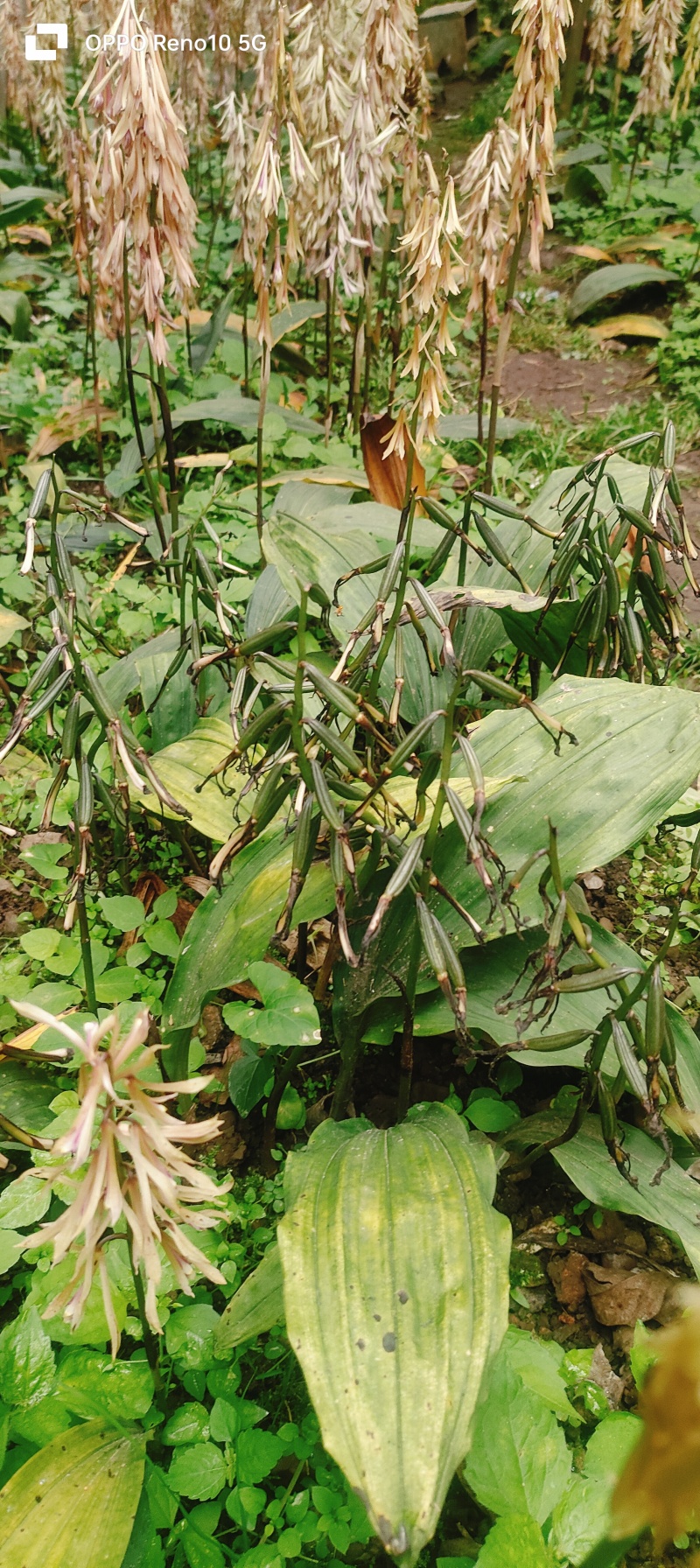 毛茨菇果夹