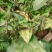 毛茨菇果夹