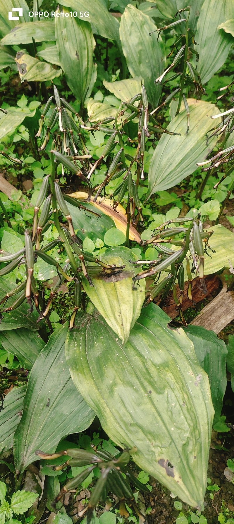 毛茨菇果夹