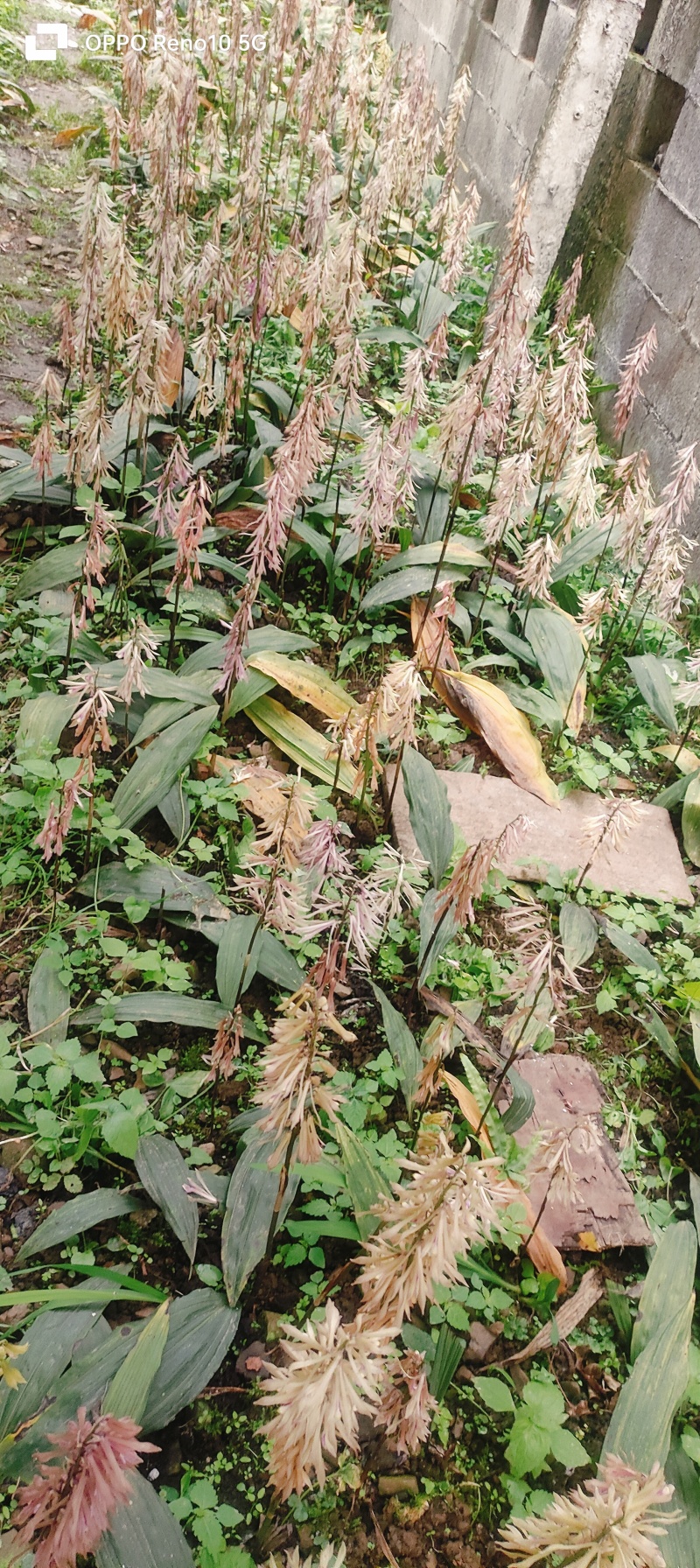 毛茨菇果夹