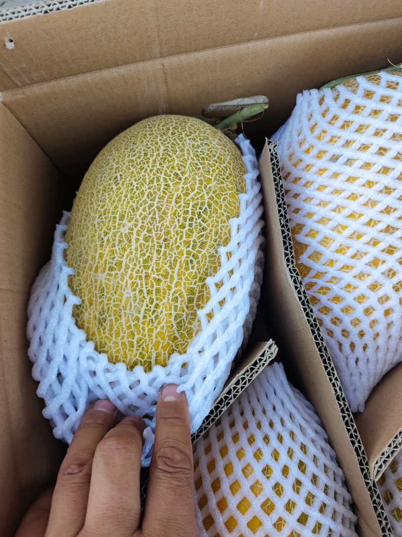 哈密瓜：金色年华西州蜜晓密八六王子鼎蜜金红宝银帝