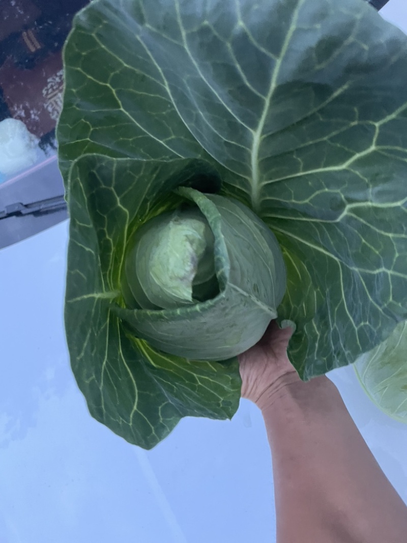 千亩牛心甘蓝基地月底大量出货