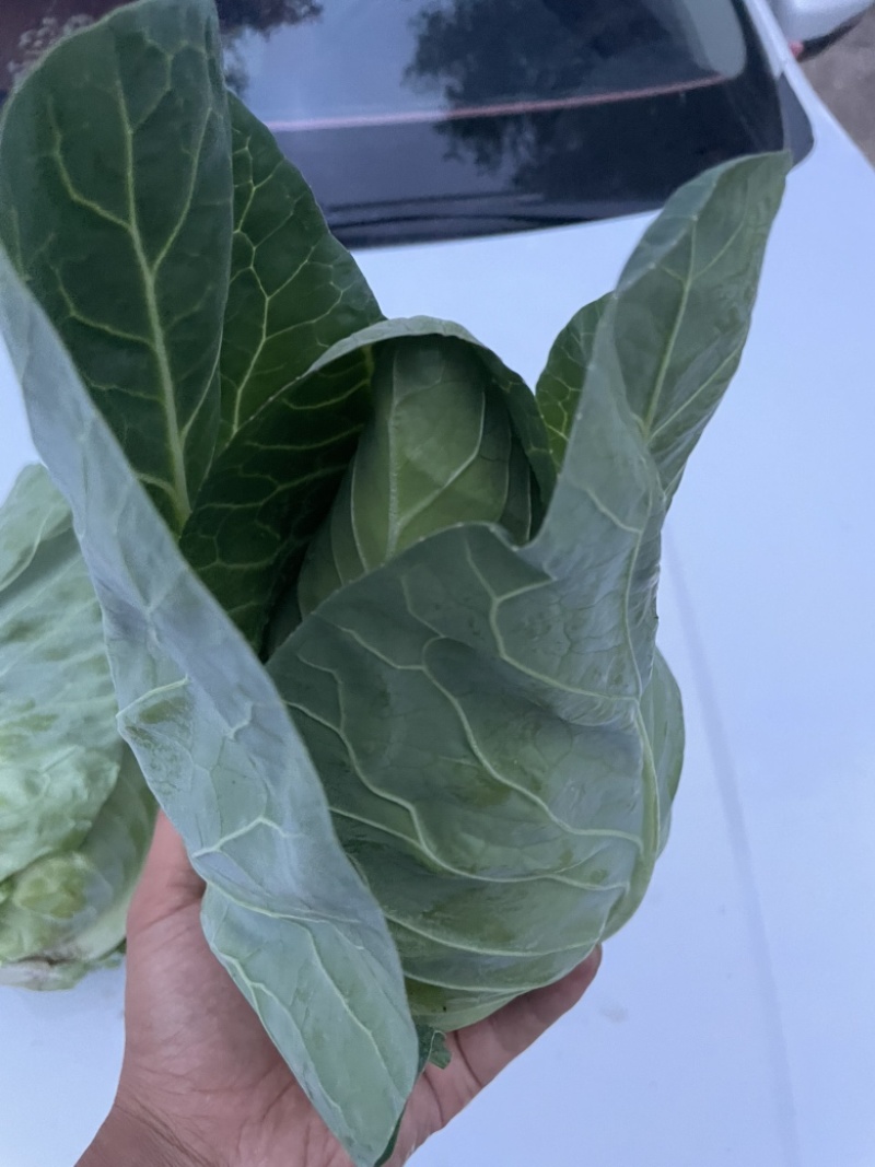 千亩牛心甘蓝基地月底大量出货