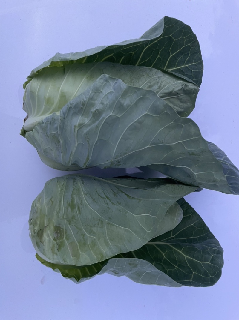 千亩牛心甘蓝基地月底大量出货