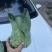 千亩牛心甘蓝基地月底大量出货
