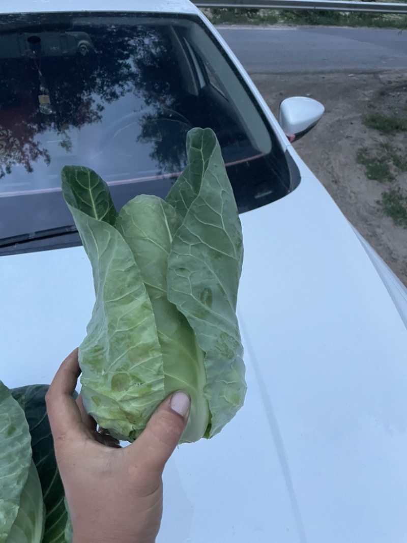 千亩牛心甘蓝基地月底大量出货