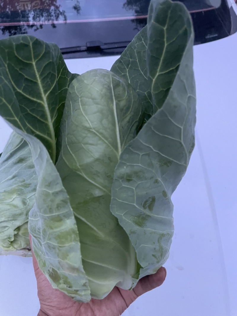千亩牛心甘蓝基地月底大量出货
