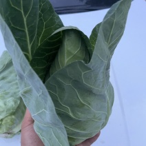 千亩牛心甘蓝基地月底大量出货