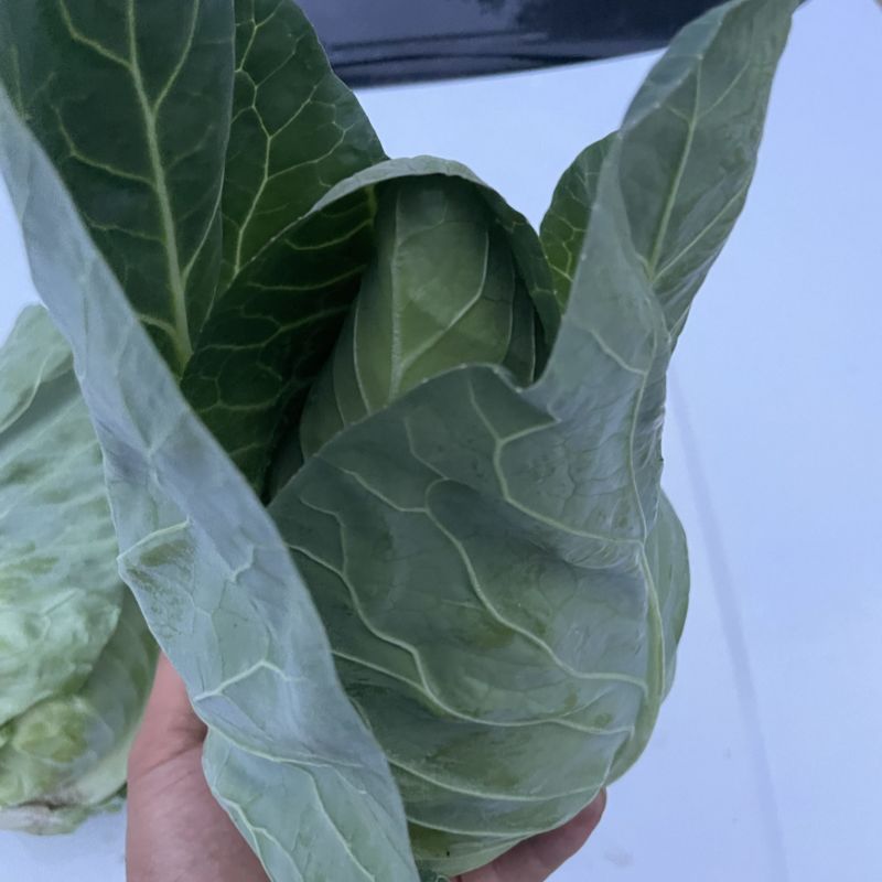 千亩牛心甘蓝基地月底大量出货