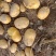 新疆优质土豆，今年新入库，保鲜库直发，长期稳定大宗供应