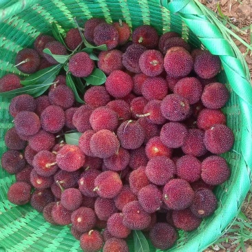 黑炭杨梅