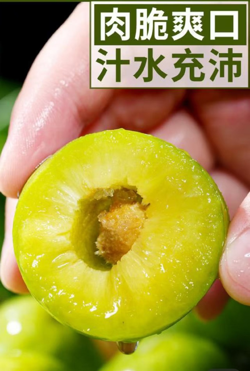 四川五月脆李，纯甜无酸，当天采摘发货，品质保证，诚信经营