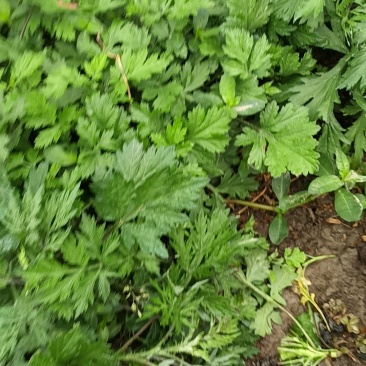 新鲜艾草大量供应，量大从优全国发货诚信经营致电联系
