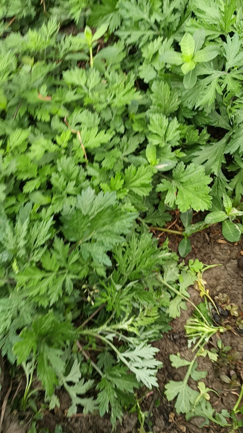 新鲜艾草大量供应，量大从优全国发货诚信经营致电联系