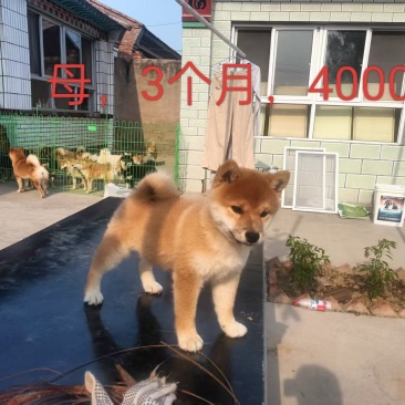 宠物厂资金回笼特价出