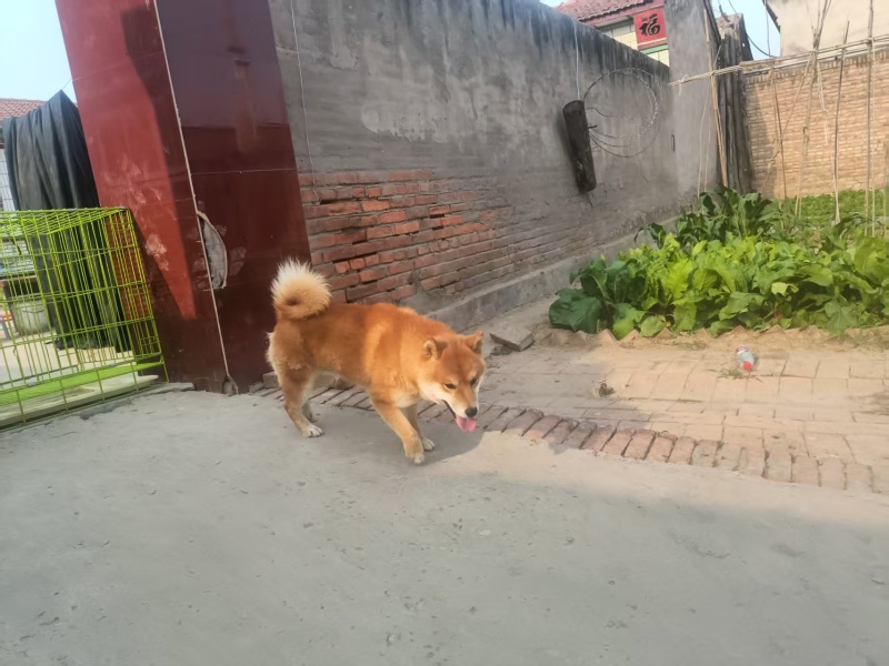 宠物厂资金回笼特价出