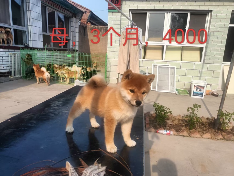 宠物厂资金回笼特价出