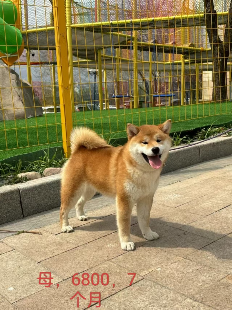 宠物厂资金回笼特价出