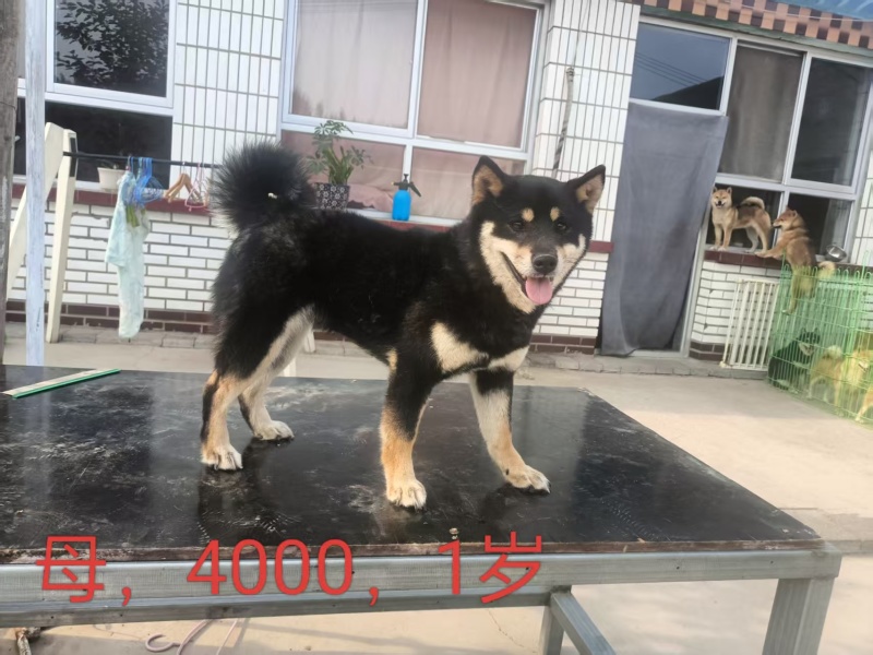 宠物厂资金回笼特价出