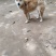 宠物厂资金回笼特价出