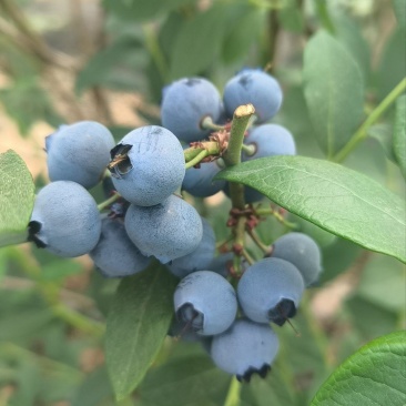 杜克蓝莓德雷珀蓝莓串果