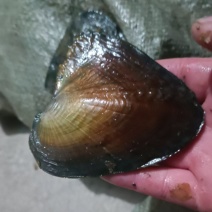 珍珠养殖