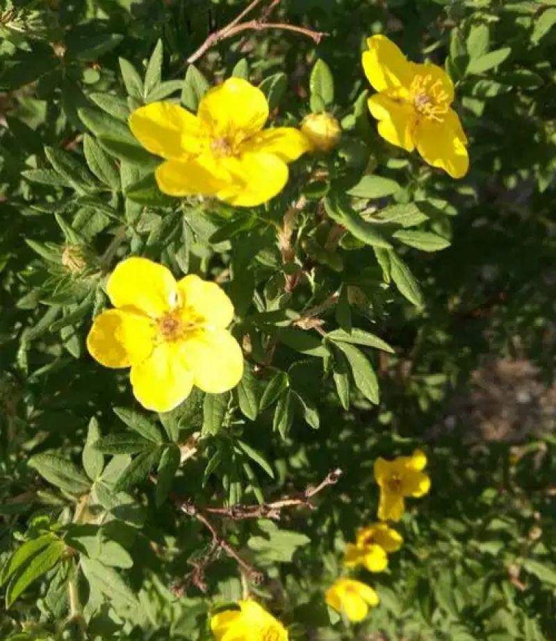 金露梅种子四季开花种植易成活花种籽多年生阳台庭院盆栽