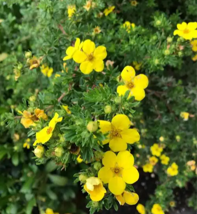 金露梅种子四季开花种植易成活花种籽多年生阳台庭院盆栽