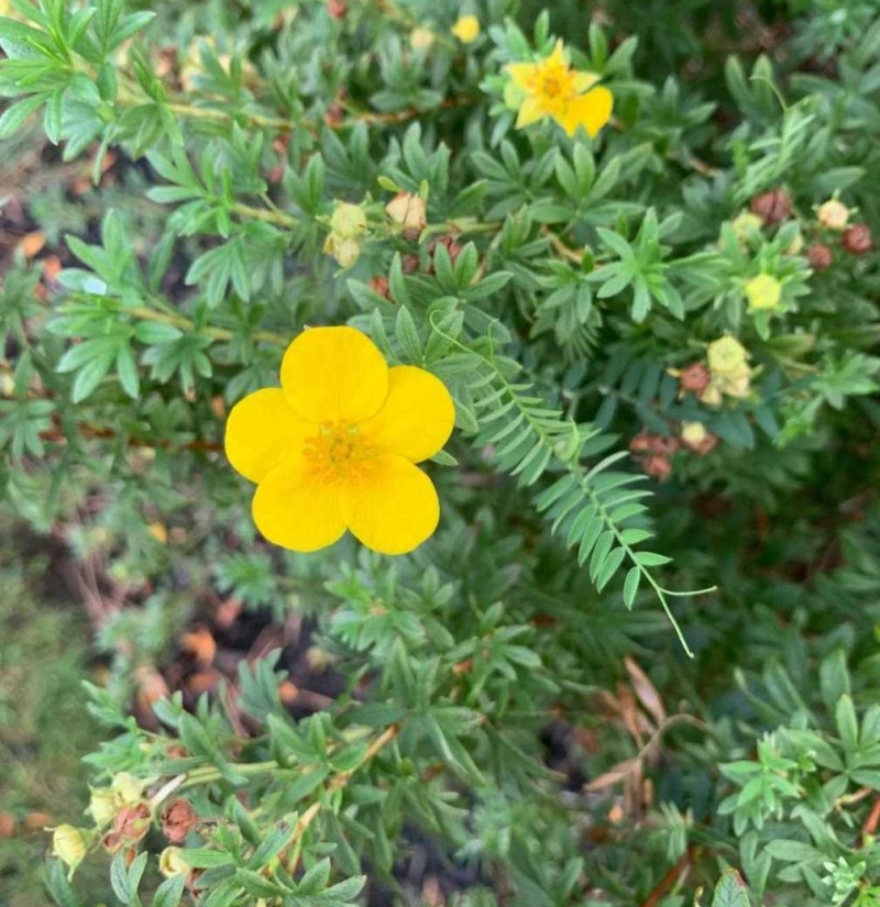 金露梅种子四季开花种植易成活花种籽多年生阳台庭院盆栽