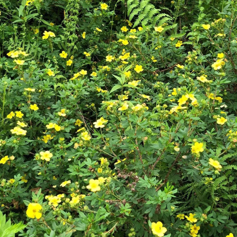 金露梅种子四季开花种植易成活花种籽多年生阳台庭院盆栽