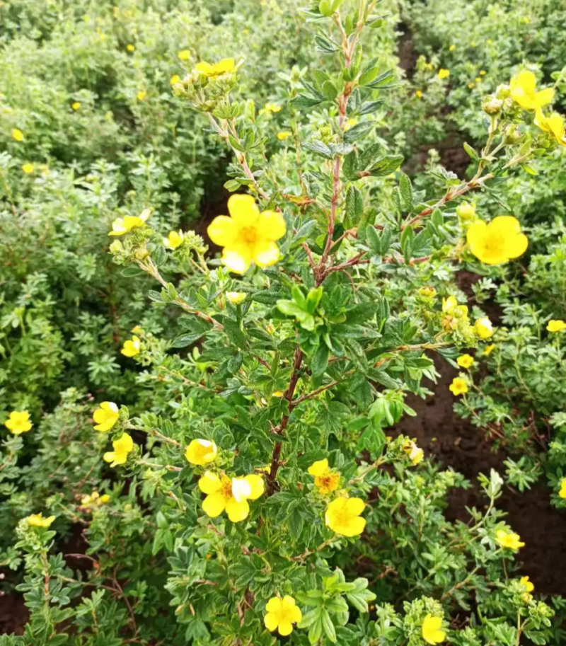 金露梅种子四季开花种植易成活花种籽多年生阳台庭院盆栽