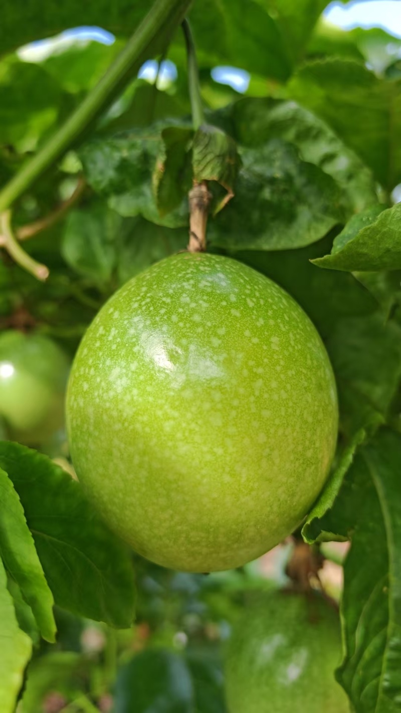 广东湛江硇洲岛百香果，精品货源，