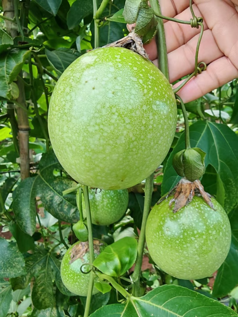 广东湛江硇洲岛百香果，精品货源，