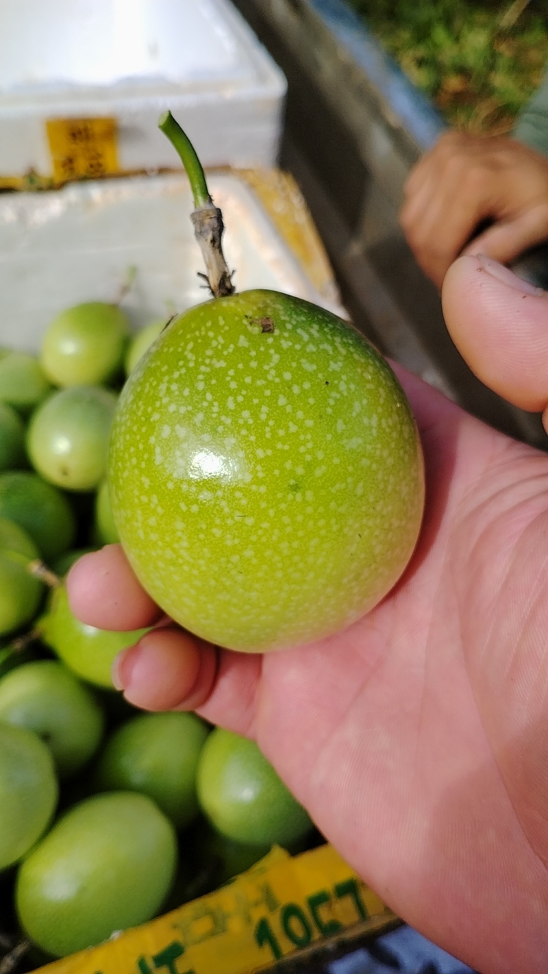 广东湛江硇洲岛百香果，精品货源，