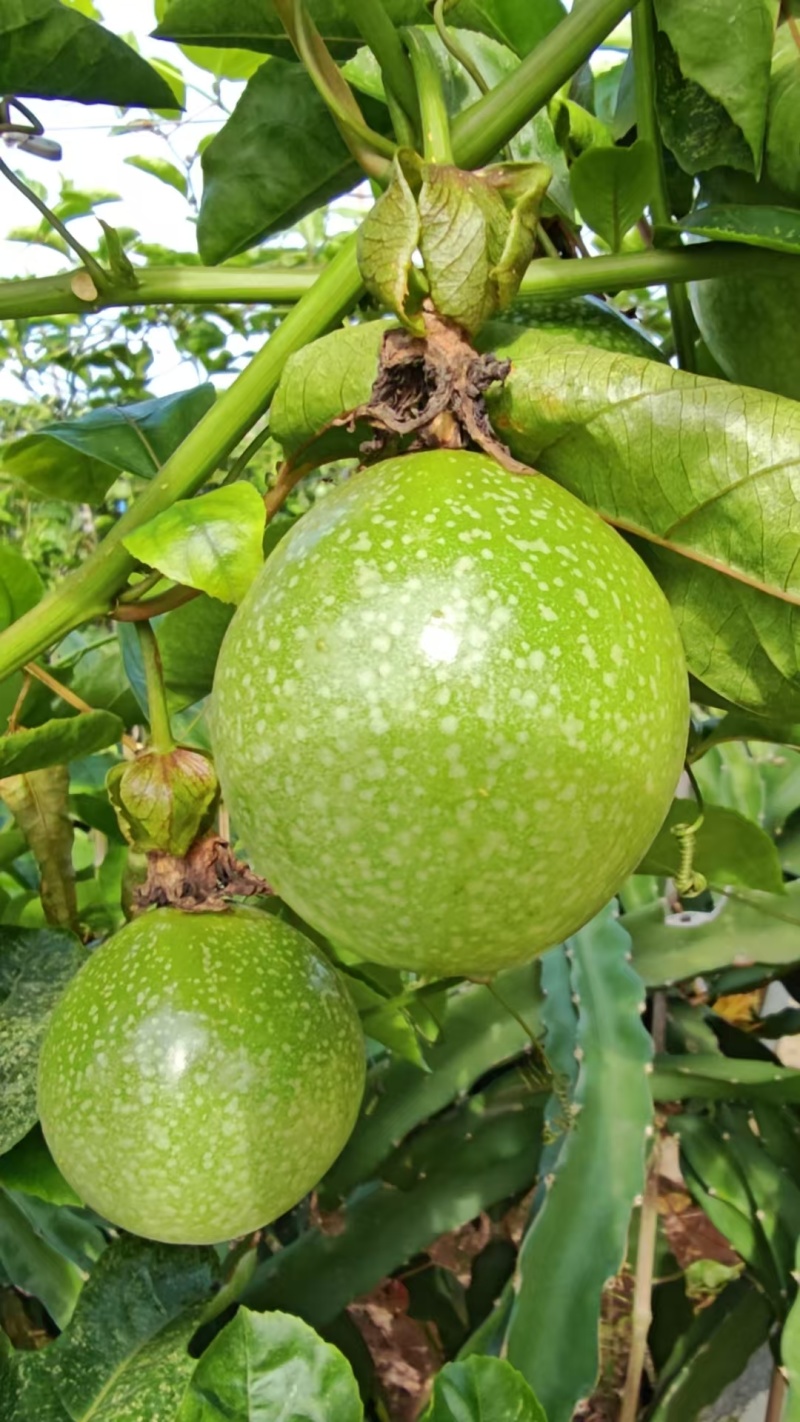 广东湛江硇洲岛百香果，精品货源，
