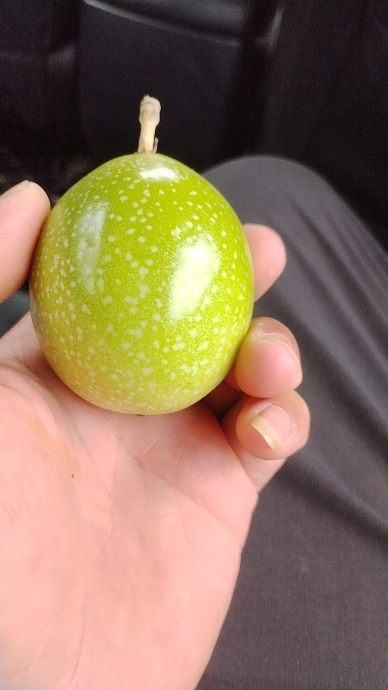 广东湛江硇洲岛百香果，精品货源，