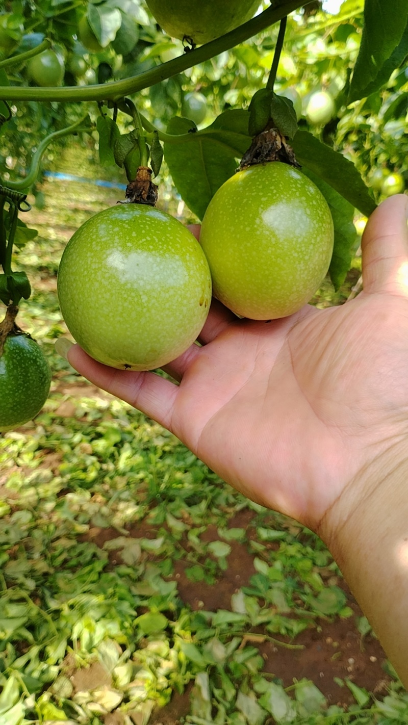 广东湛江硇洲岛百香果，精品货源，