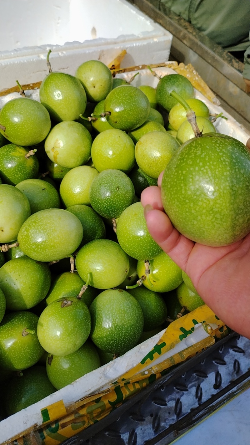 广东湛江硇洲岛百香果，精品货源，