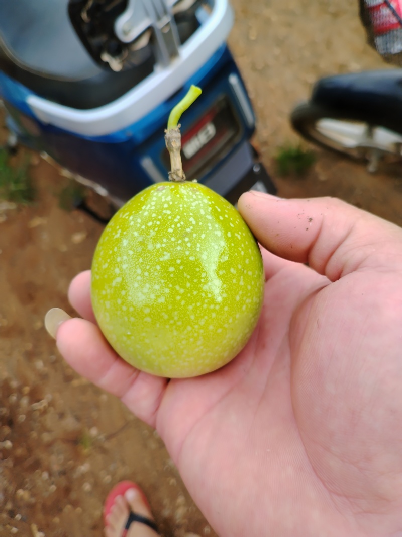 广东湛江硇洲岛百香果，精品货源，