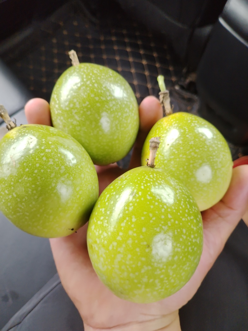 广东湛江硇洲岛百香果，精品货源，