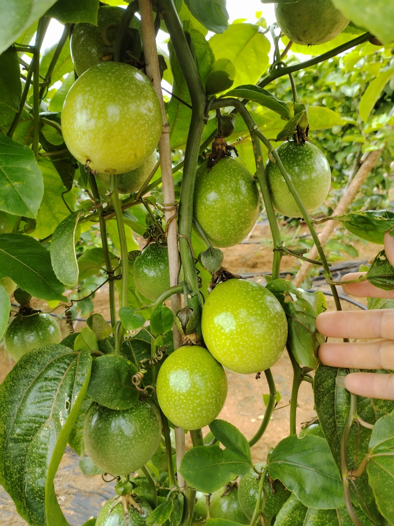 广东湛江硇洲岛百香果，精品货源，