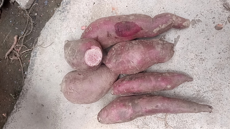 粉甜的紫薯