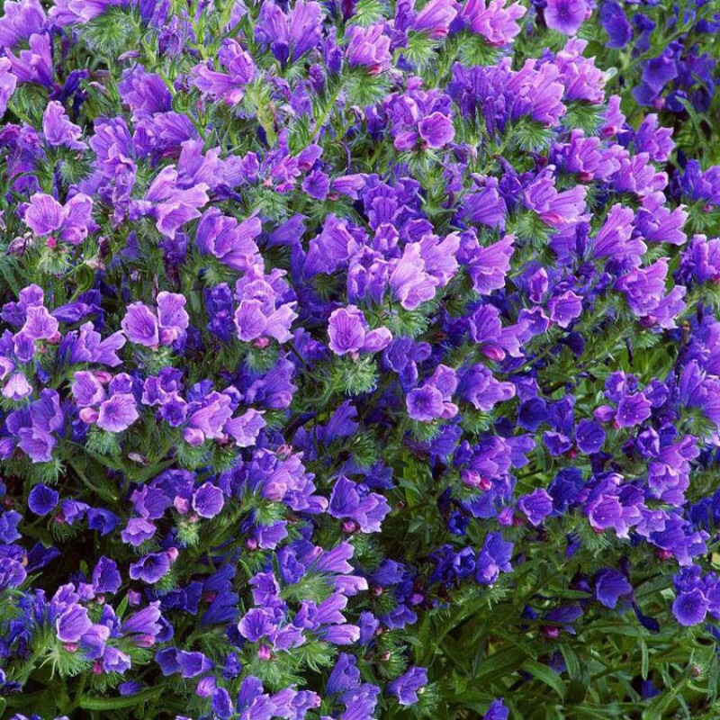 蓝蓟种子四季开花易活庭院花园景观绿化花海盆栽可切花蓟草种